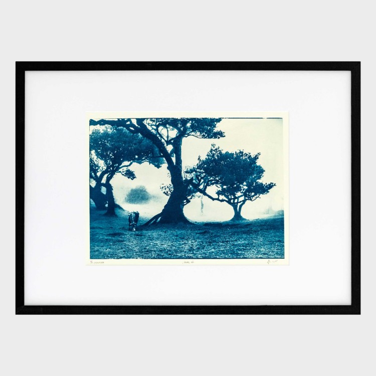 Cyjanotypia. Autorska fotografia w ramce 50x70cm, oryginał 1/1. "Fanal VIII"