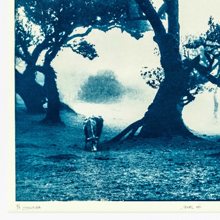 Cyjanotypia. Autorska fotografia w ramce 50x70cm, oryginał 1/1. "Fanal VIII"