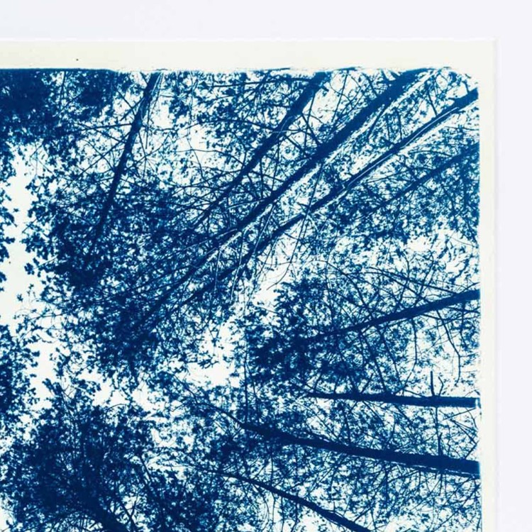 Cyjanotypia. Autorska fotografia w ramce 50x70cm, oryginał 1/1. " Las II"