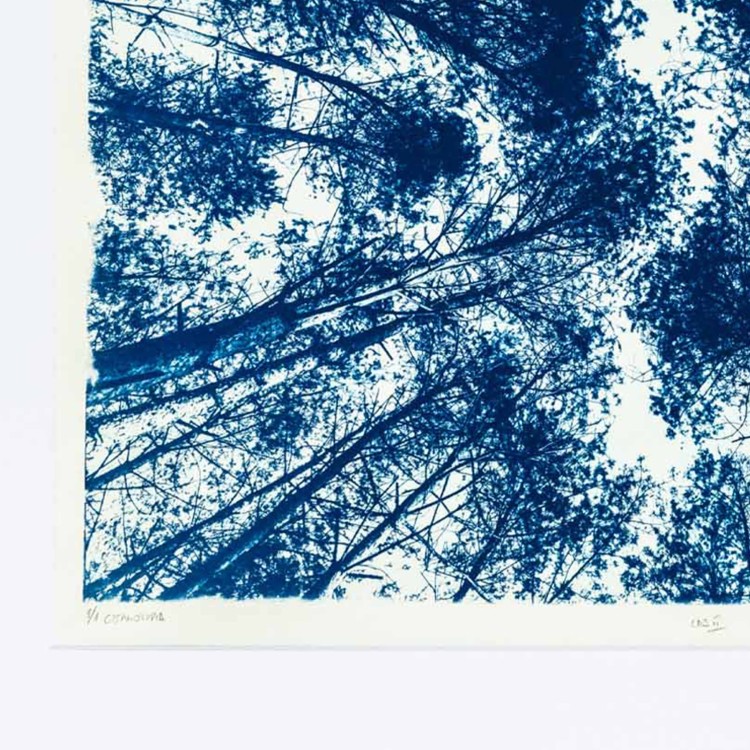 Cyjanotypia. Autorska fotografia w ramce 50x70cm, oryginał 1/1. " Las II"