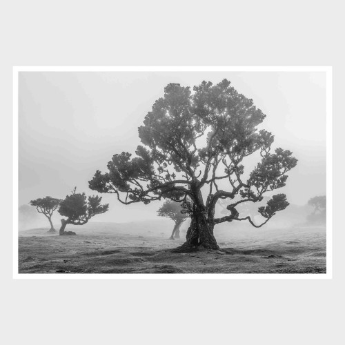 Fotografia autorska "Fanal IV"