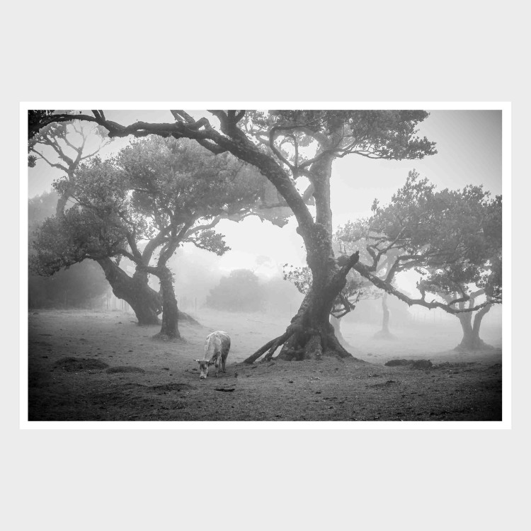 Fotografia autorska "Fanal VIII"