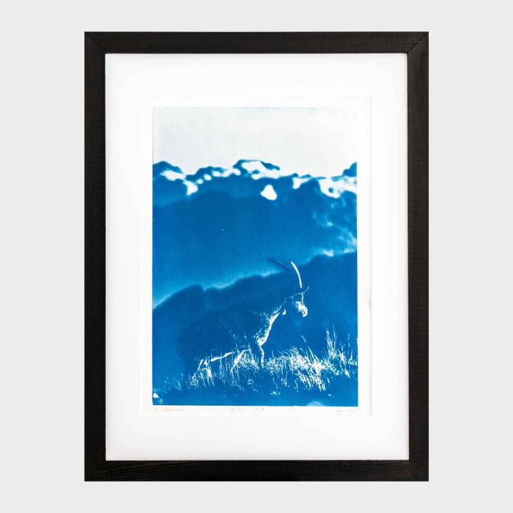 Cyjanotypia. Autorska fotografia w ramce, unikat 1/1. "Alpine Ibex" 30x40cm