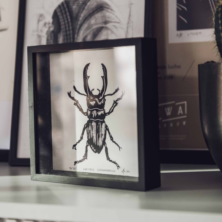 Egzemplarz kolekcjonerski No: 1/10 Linoryt " Lucanus Cinnamomeus " w bukowej gablotce