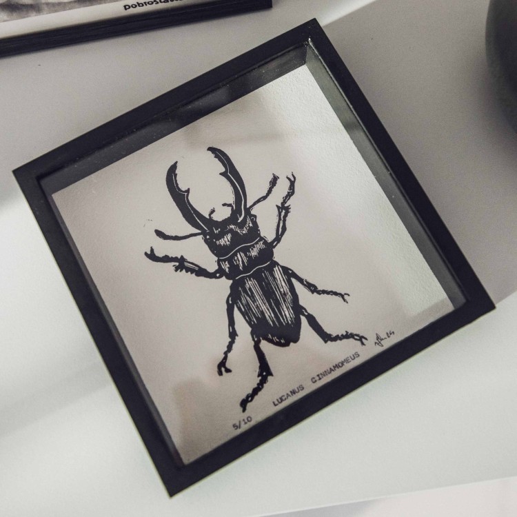 Egzemplarz kolekcjonerski No: 1/10 Linoryt " Lucanus Cinnamomeus " w bukowej gablotce