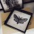 Egzemplarz kolekcjonerski No: 1/10 Linoryt " Acherontia Styx " w bukowej gablotce