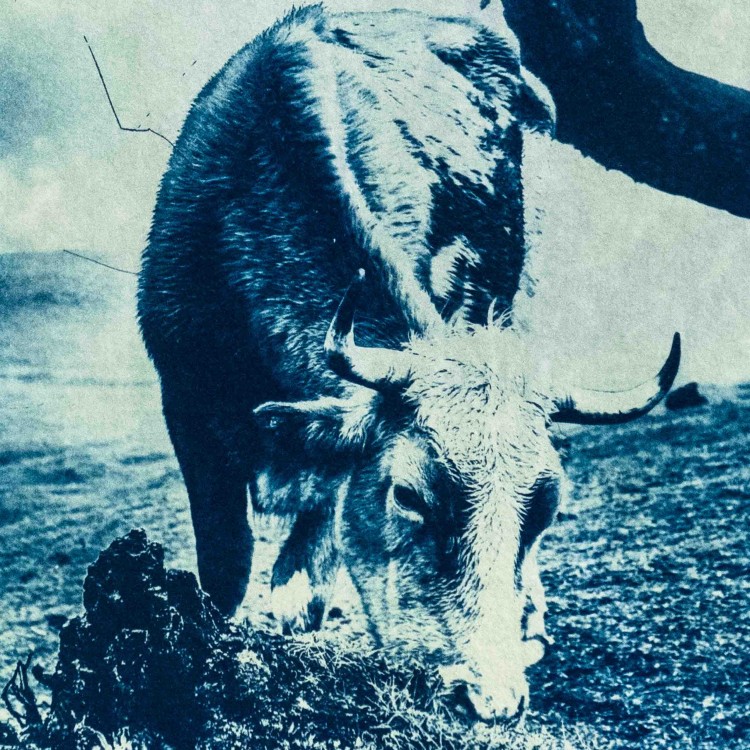 Cyjanotypia. Autorska fotografia w ramce, unikat 1/1. "Fanal XI" 30x40cm