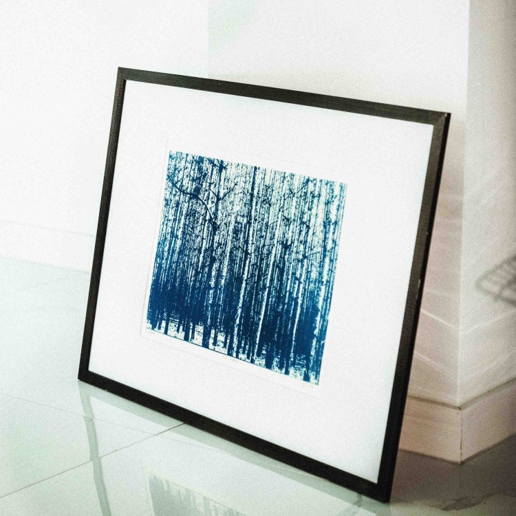 Cyjanotypia. Autorska fotografia w ramce, unikat 1/1. "Inter Arboris I" 50x70cm