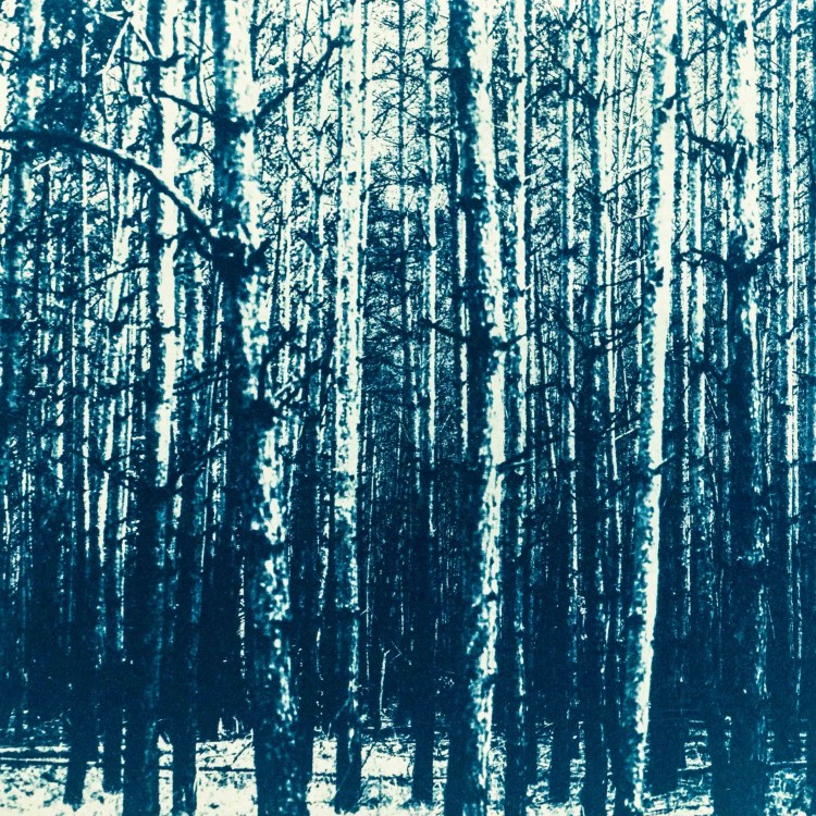 Cyjanotypia. Autorska fotografia w ramce, unikat 1/1. "Inter Arboris I" 50x70cm