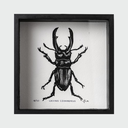 Owad  Lucanus Cinnamomeus wykonany techniką linorytu w drewnianej gablotce. Unikalna grafika linoryt