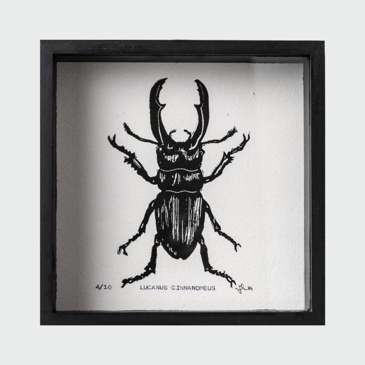 Owad  Lucanus Cinnamomeus wykonany techniką linorytu w drewnianej gablotce. Unikalna grafika linoryt